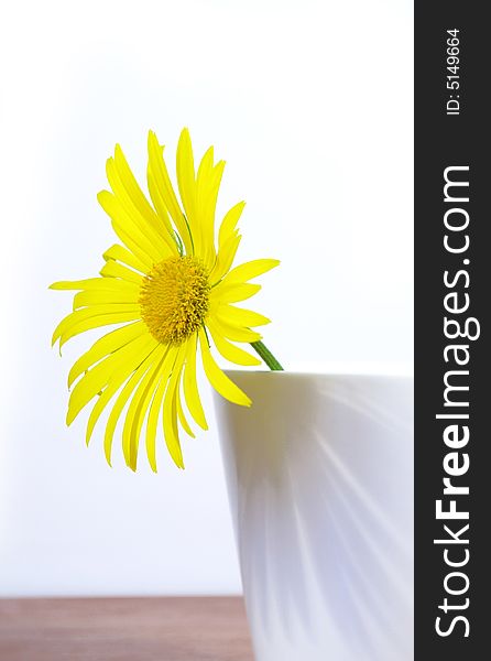 Camomile in a white cup on a white background