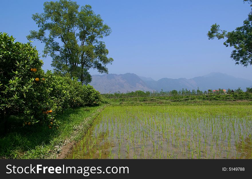 A Ricefield At China.