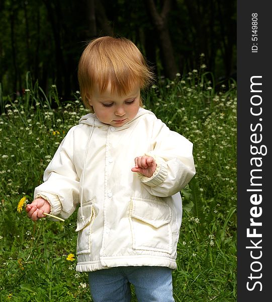The little girl holds a yellow dandelion in a hand
