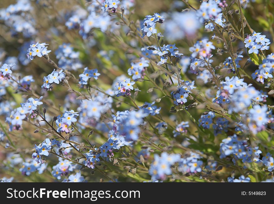 Myosotis alpestris - beautiful small blue flowers - forget me not