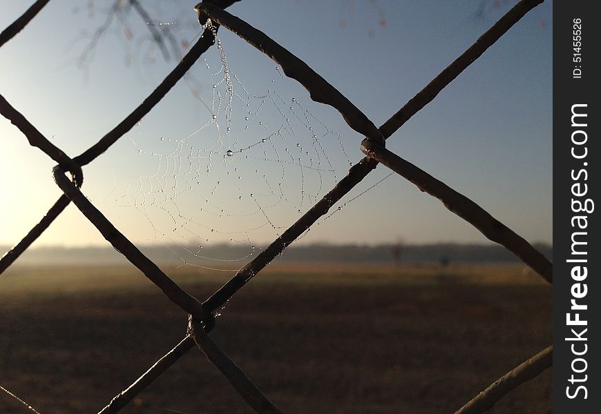 Dew, web, sun, field, fall. Dew, web, sun, field, fall