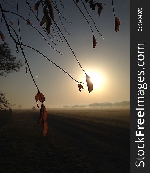 Leaf sun field road foggy. Leaf sun field road foggy