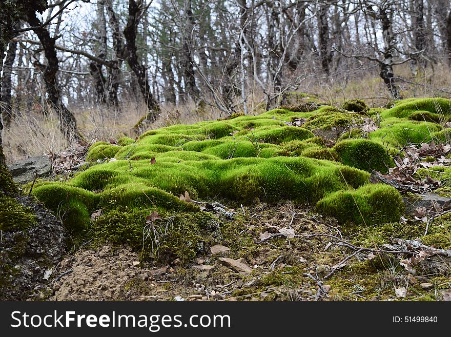 Moss in Crimea hills