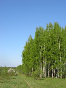 Birch Grove In Spring Morning Stock Photos Birch Grove In Spring Morning Stock Photos