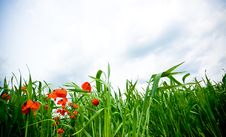 Poppies Stock Image Poppies Stock Image