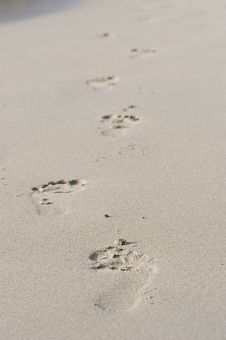 Footprints On Beach Royalty Free Stock Images Footprints On Beach Royalty Free Stock Images
