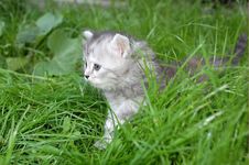 Grey Kitten In Grass Stock Image