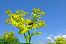Bee Collestion Pollen Stock Photo