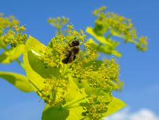 Bee Royalty Free Stock Images Bee Royalty Free Stock Images