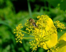 Bee In Flowers Stock Image Bee In Flowers Stock Image