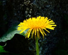 Dandelion And Leaf Stock Photography Dandelion And Leaf Stock Photography