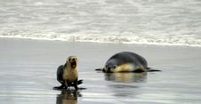 Baby Sealion With Mum Royalty Free Stock Photos