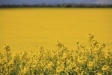 Yellow Field With Upper Strip Stock Photo Yellow Field With Upper Strip Stock Photo