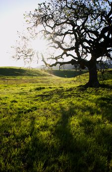 Oak Tree Royalty Free Stock Image Oak Tree Royalty Free Stock Image