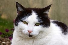 Cat Royalty Free Stock Photos Cat Royalty Free Stock Photos