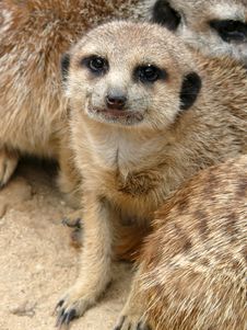 Meerkat - Suricata Suricatta Royalty Free Stock Photo Meerkat - Suricata Suricatta Royalty Free Stock Photo