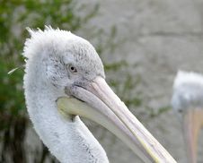 Pelican Stock Photo