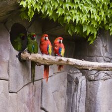 Parrots Stock Images