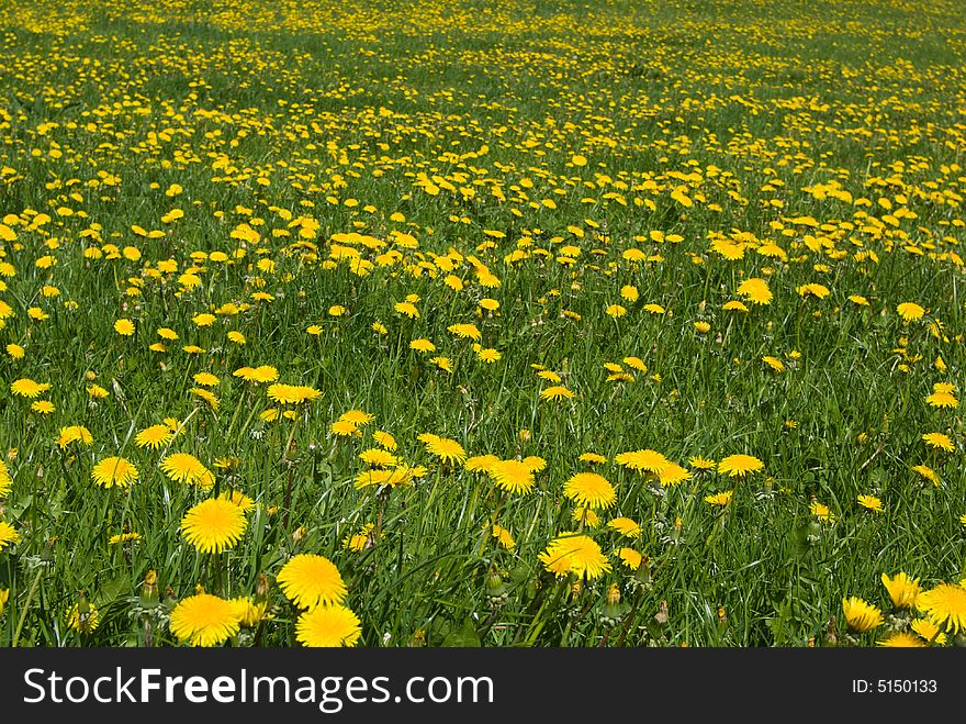 Dandelion's field - spring flowers. Dandelion's field - spring flowers.