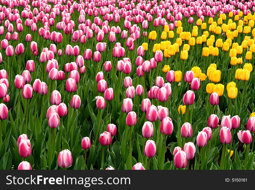 Field of beautiful yellow and pink tulips. Field of beautiful yellow and pink tulips