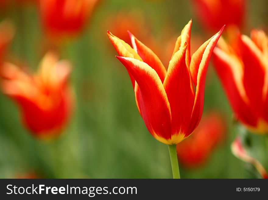 Close up on a beautiful red and yellow tulip