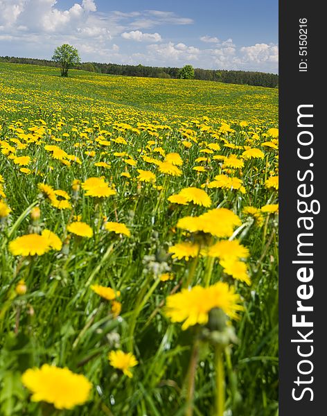 Spring landscape - dandelions fields, sunny weather. Spring landscape - dandelions fields, sunny weather.