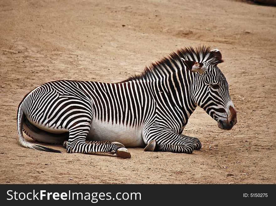 A zebra resting. Taken at the Los Angeles Zoo.