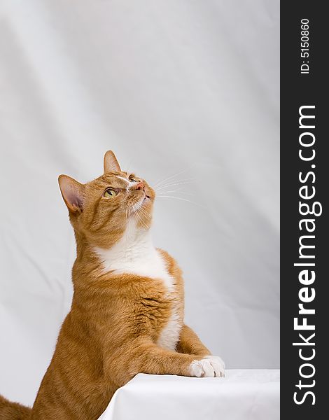 An orange cat looking up, isolated on white. An orange cat looking up, isolated on white
