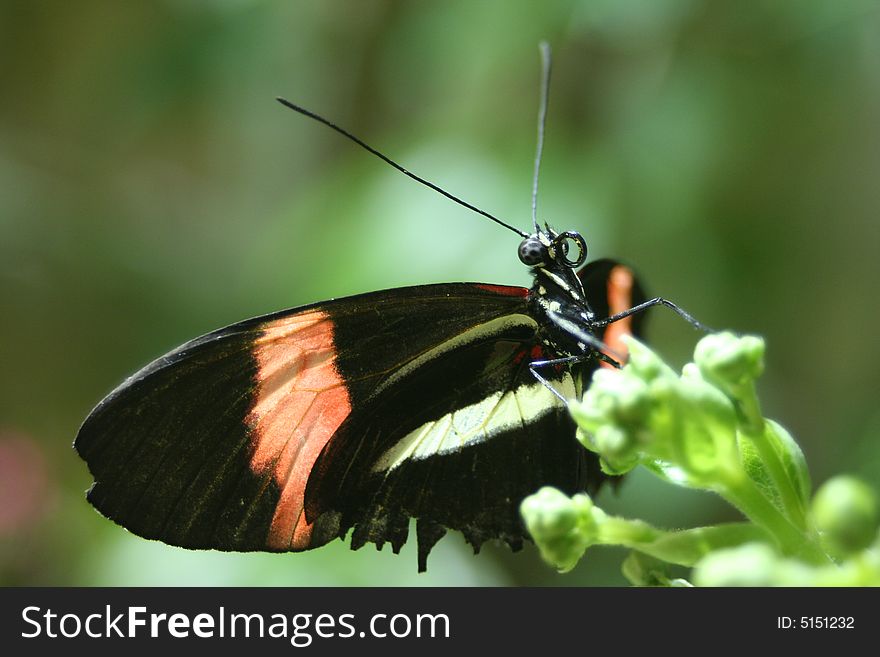 Closeup macro of a black and orange stripped butterfly. Closeup macro of a black and orange stripped butterfly.