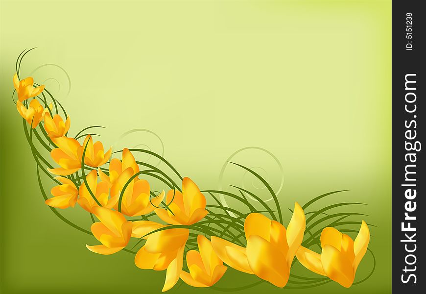 Flowerses of the crocus. Vector illustration