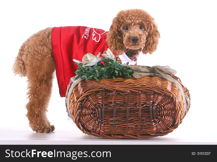 Brown toy poodle with upturned basket