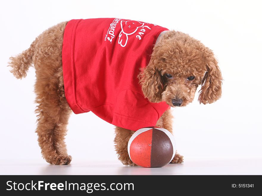 Toy poodle in red shirt looking at ball