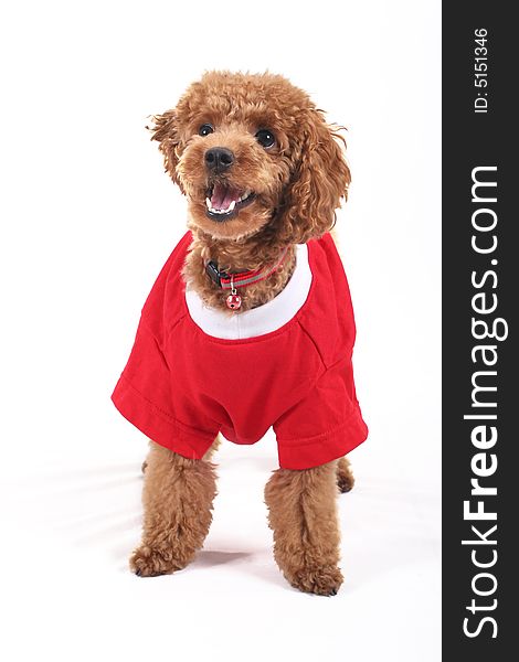 Toy poodle in red shirt standing attentively