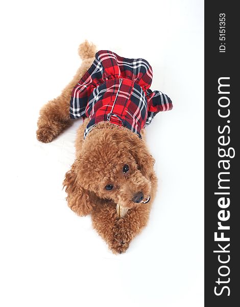 Toy poodle in red checkered skirt gnawing bone