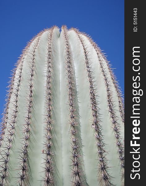 Prickly spines of a saguaro show themselves on a sunny day in Mesa, Arizona.