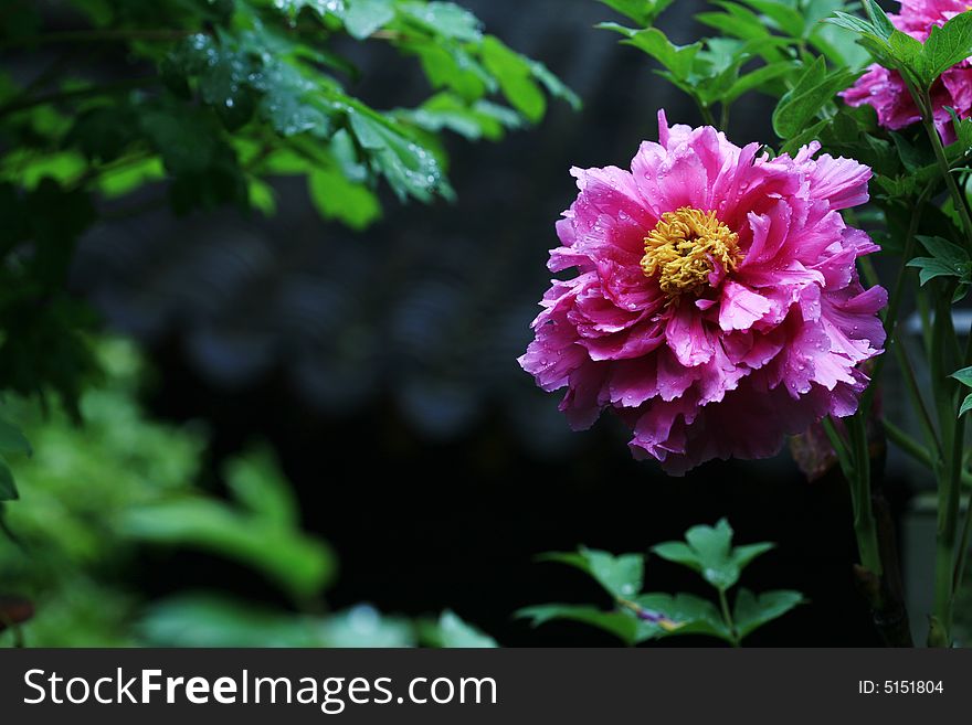 Single red peony with black background. Single red peony with black background