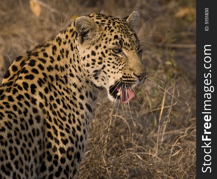 Leopard in the Sabi Sands in South Africa