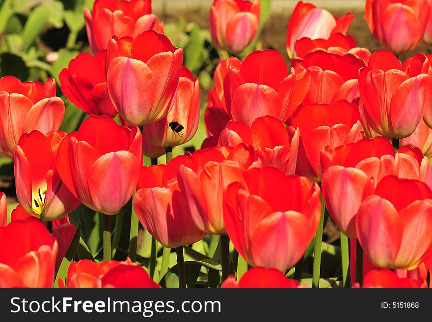 View red tulips and bumblebee