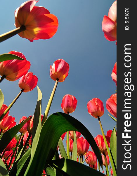 Red tulips on a backgroynd blue sky