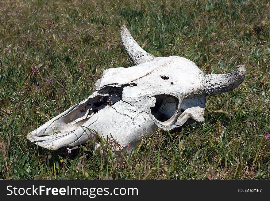 Cow skull on the green field. Cow skull on the green field