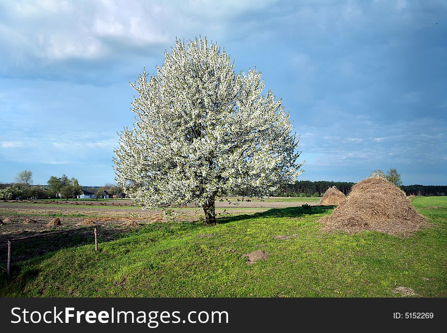 An image of a blooming tree in a field