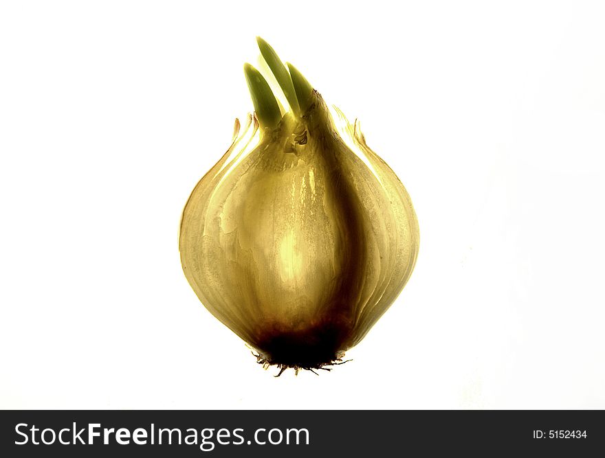Goldish onion on a white background