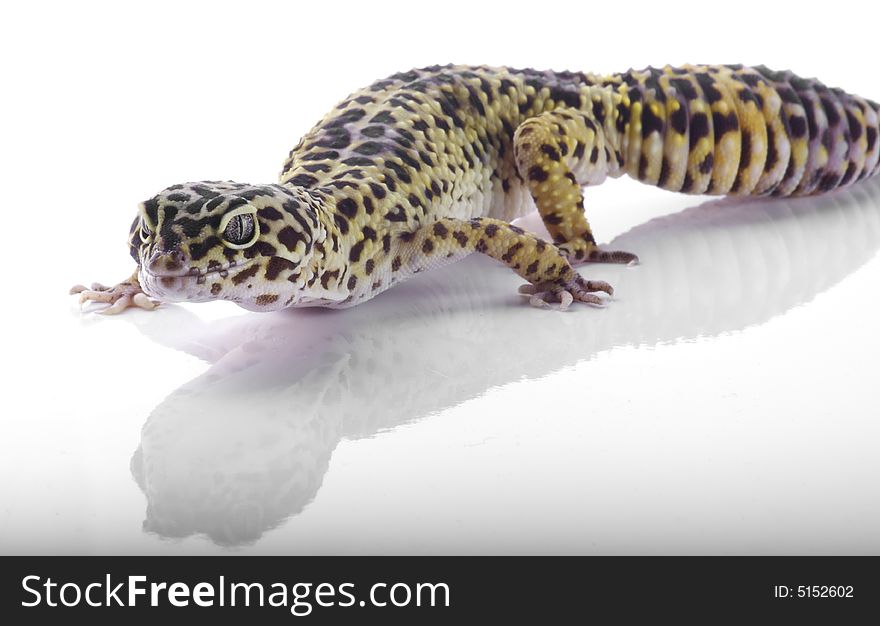 Leopard gecko crawling across image