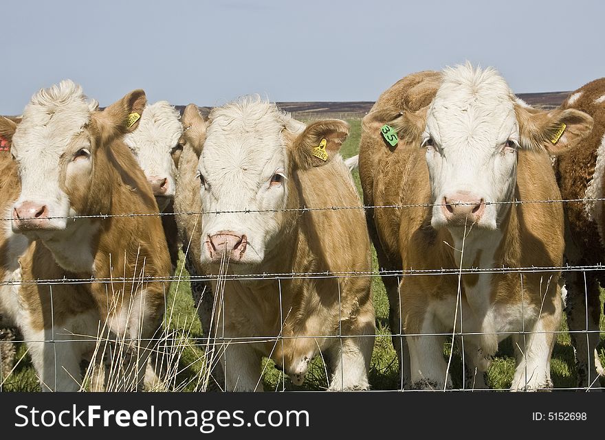 Group of cows looking over a fence. A collective noun is a word for a group of specific items, animals or people. For example, a group of ships is called a fleet, a group of cows is called a herd, a group of lions is called a pride, a group of baseball players is called a team, and a group of ants is called a colony.  the collective noun for cows and bulls. The collective noun for a large group of cattle is â€œherd,â€ so you would say â€œa herd of cattleâ€ to refer to a large group of cattle usually belonging to the same ranch.