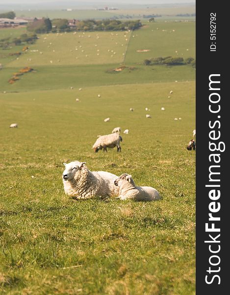 Sheep on green meadow, england