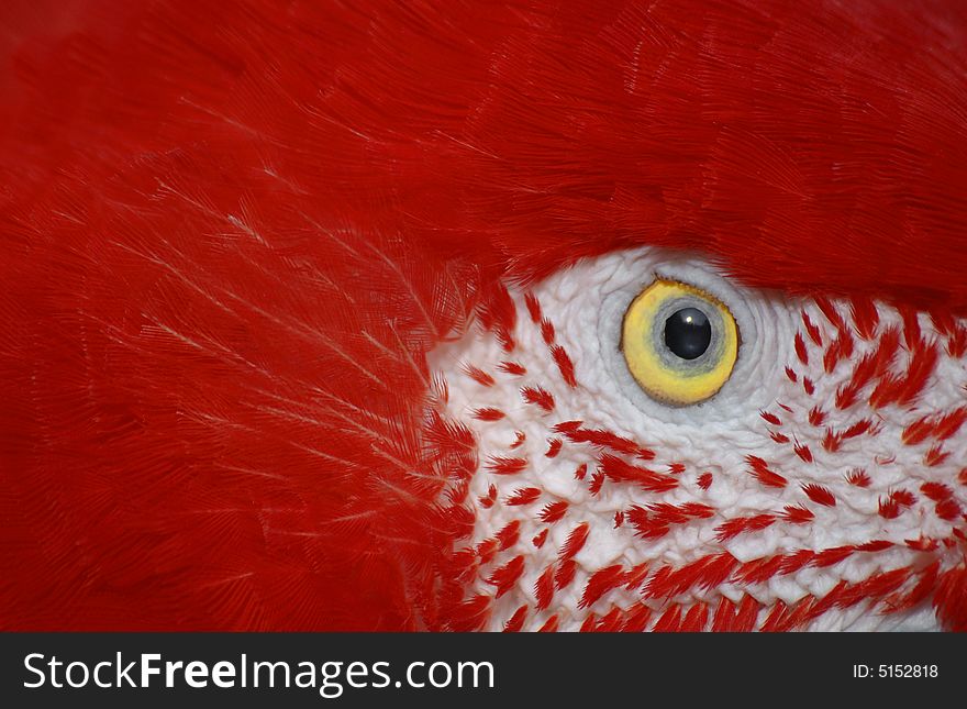 Close up of a scarlet macaw eye