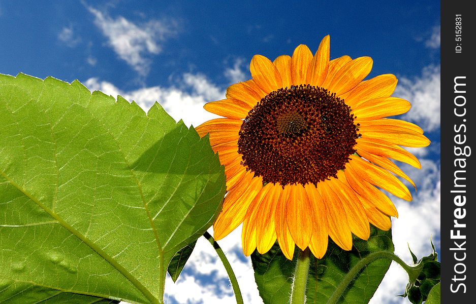 Beautiful sunflower on a blue sky day