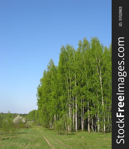 Birch Grove In Spring Morning