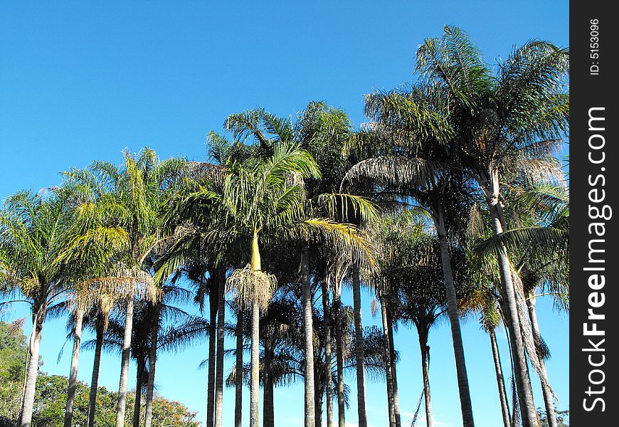 Palm trees depicted against a blue sky