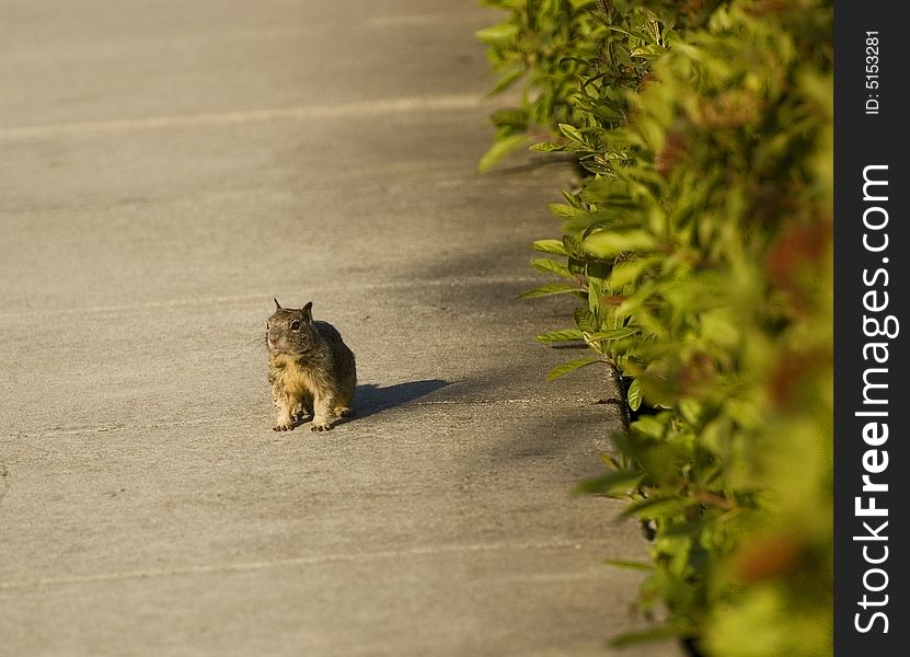 Squirrel standing on a sidewalk. Squirrel standing on a sidewalk